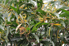 Acacia spirorbis