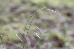 Festuca occidentalis