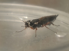 Xiphydria maculata