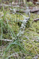 Festuca occidentalis
