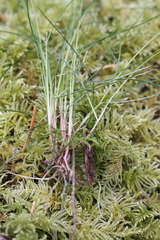 Festuca occidentalis