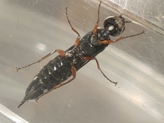 Xiphydria maculata