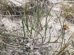 Sisyrinchium vaginatum