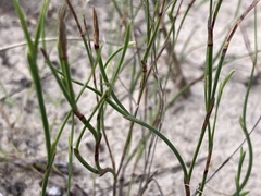 Sisyrinchium vaginatum
