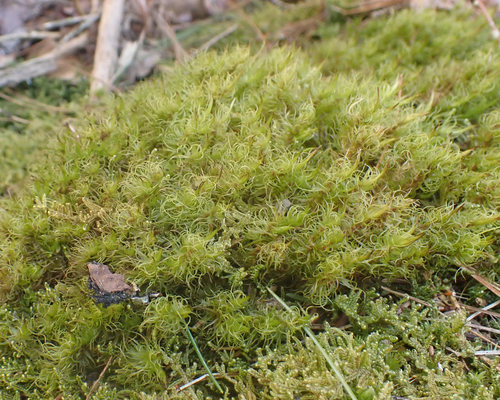 Image of Dicranum ontariense by (c) Roger Rittmaster, some rights reserved (CC BY)