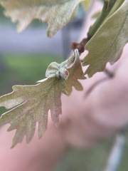 Andricus quercusutriculus