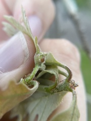 Andricus quercusutriculus