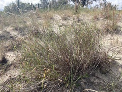 Sisyrinchium vaginatum