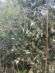 Colletia paradoxa