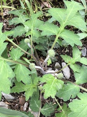 Hydrophyllum macrophyllum