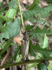 Trachylophus sinensis