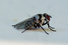 Anthomyia vicarians