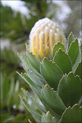 Leucospermum