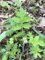 Hydrophyllum macrophyllum