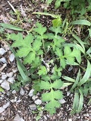 Hydrophyllum macrophyllum