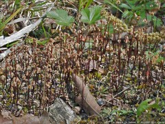 Asterella tenella