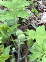 Hydrophyllum macrophyllum