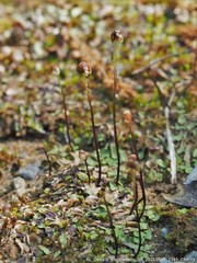 Asterella tenella