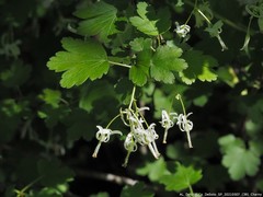 Ribes curvatum