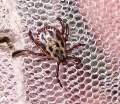 Dermacentor reticulatus