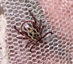 Dermacentor reticulatus