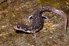 Plethodon aureolus