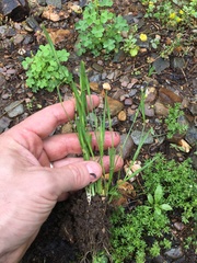 Sisyrinchium rosulatum