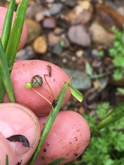 Sisyrinchium rosulatum