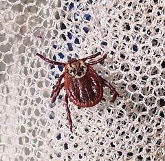 Dermacentor reticulatus