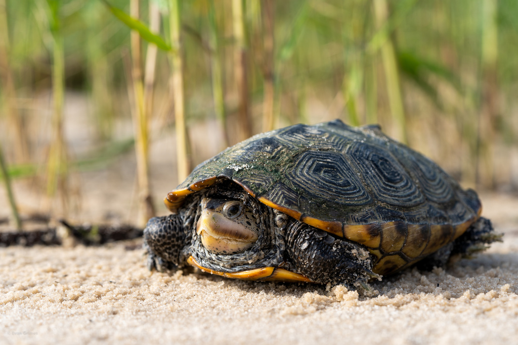 Mississippi Diamond-backed Terrapin