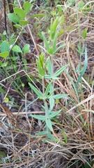 Lysimachia asperulifolia