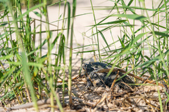 Malaclemys terrapin pileata