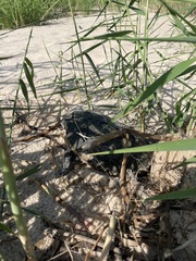 Malaclemys terrapin pileata