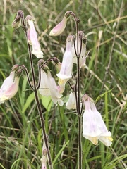 Penstemon tenuiflorus