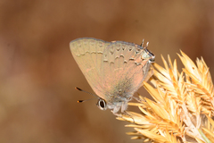 Satyrium saepium chalcis