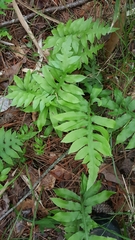 Woodwardia areolata