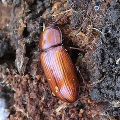 Uloma culinaris