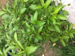 Cestrum glanduliferum