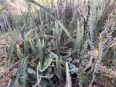 Pleopeltis lepidopteris