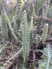 Pleopeltis lepidopteris