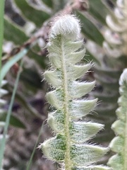 Pleopeltis lepidopteris