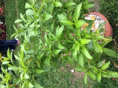 Cestrum glanduliferum