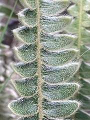 Pleopeltis lepidopteris