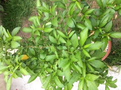 Cestrum glanduliferum