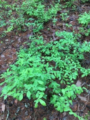 Vaccinium hirsutum