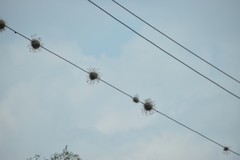 Tillandsia recurvata