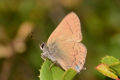 Satyrium saepium chalcis