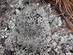 Lecanora argopholis
