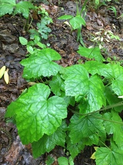 Tiarella wherryi