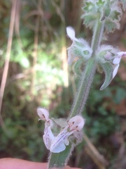 Stachys albens